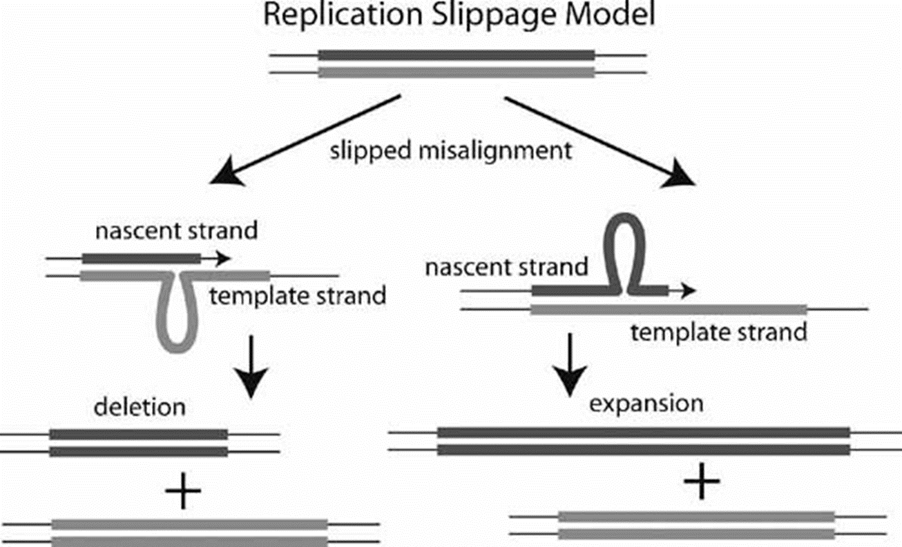 <ul><li><p><strong>Satellite DNA</strong>: highly repetitive noncoding region if the genome, located near the centromeres and telomeres region of chromosome</p></li><li><p>why is replication slippage more common?</p><ul><li><p>when the DNA polymerase enzymes slips from the DNA strand and adds or deletes on e or more repeats</p></li><li><p>if slippage occurs pieces still fit together and polymerase is unable to detect if they made a mistake</p></li></ul></li></ul>