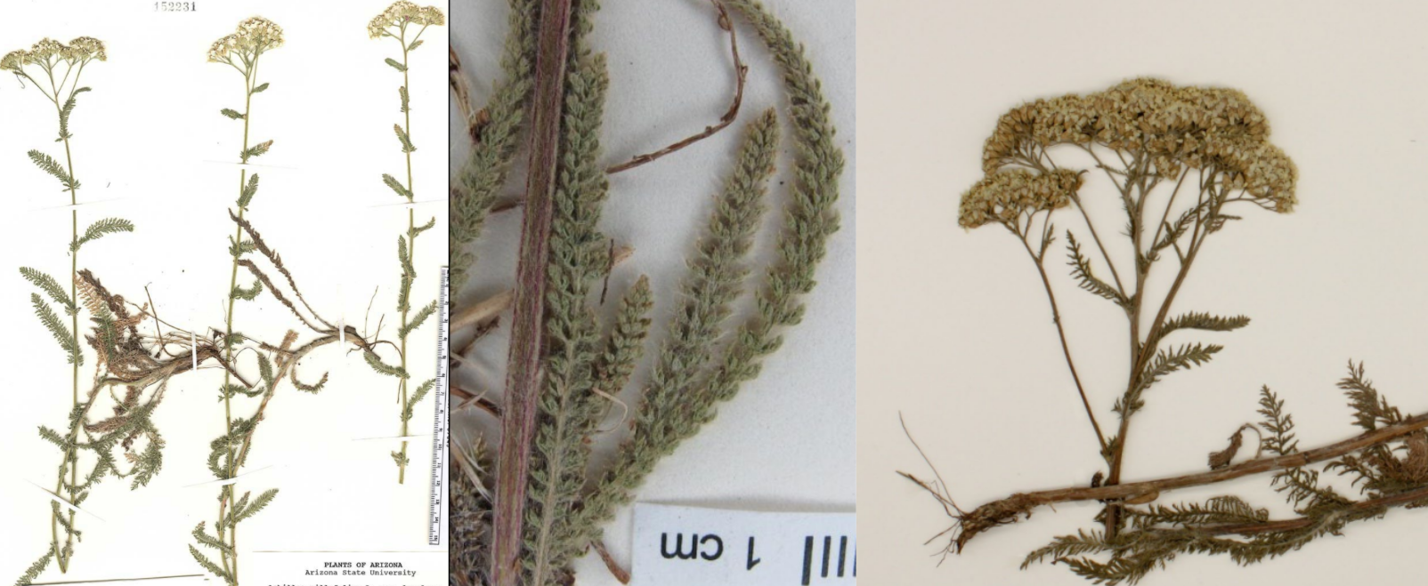 <p>White/ yellow Corymbiform flower</p><p>Finely dissected, pubescent leaves (fern-like)</p>