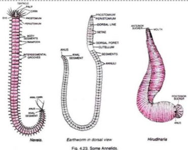 <p>Protosomes form the first mouth of the embryo during development, unlike deuterostomes, which form the anus first.</p>