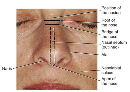 <ul><li><p>inferior to nasion is the bony structure of the skull that forms the __ of the nose</p></li></ul><p></p>
