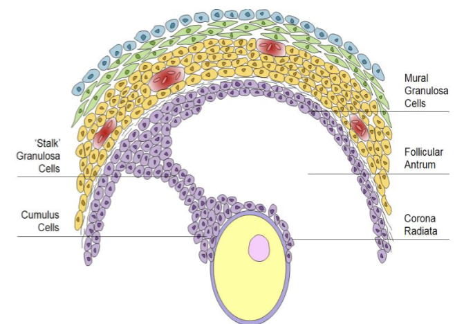 <p>cumulus: loosely associated, some come out with oocyte in ovulation</p><p>corona radiate: attach to outside the zona pellucida</p><p>Stalk: suspend oocyte within follicular fluid</p>