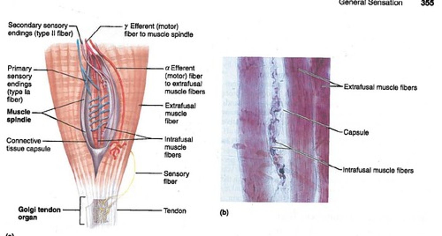 <p>monitor body position and include muscle spindles and golgi tendon organs</p>