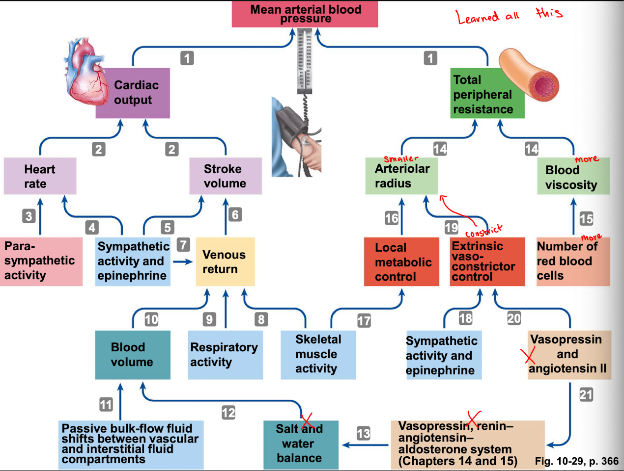 <ol><li><p>sympathetic activity</p></li><li><p>skeletal muscle activity</p></li><li><p>venous valves</p></li><li><p>respiratory activity</p></li><li><p>cardiac suction</p></li></ol><p></p>