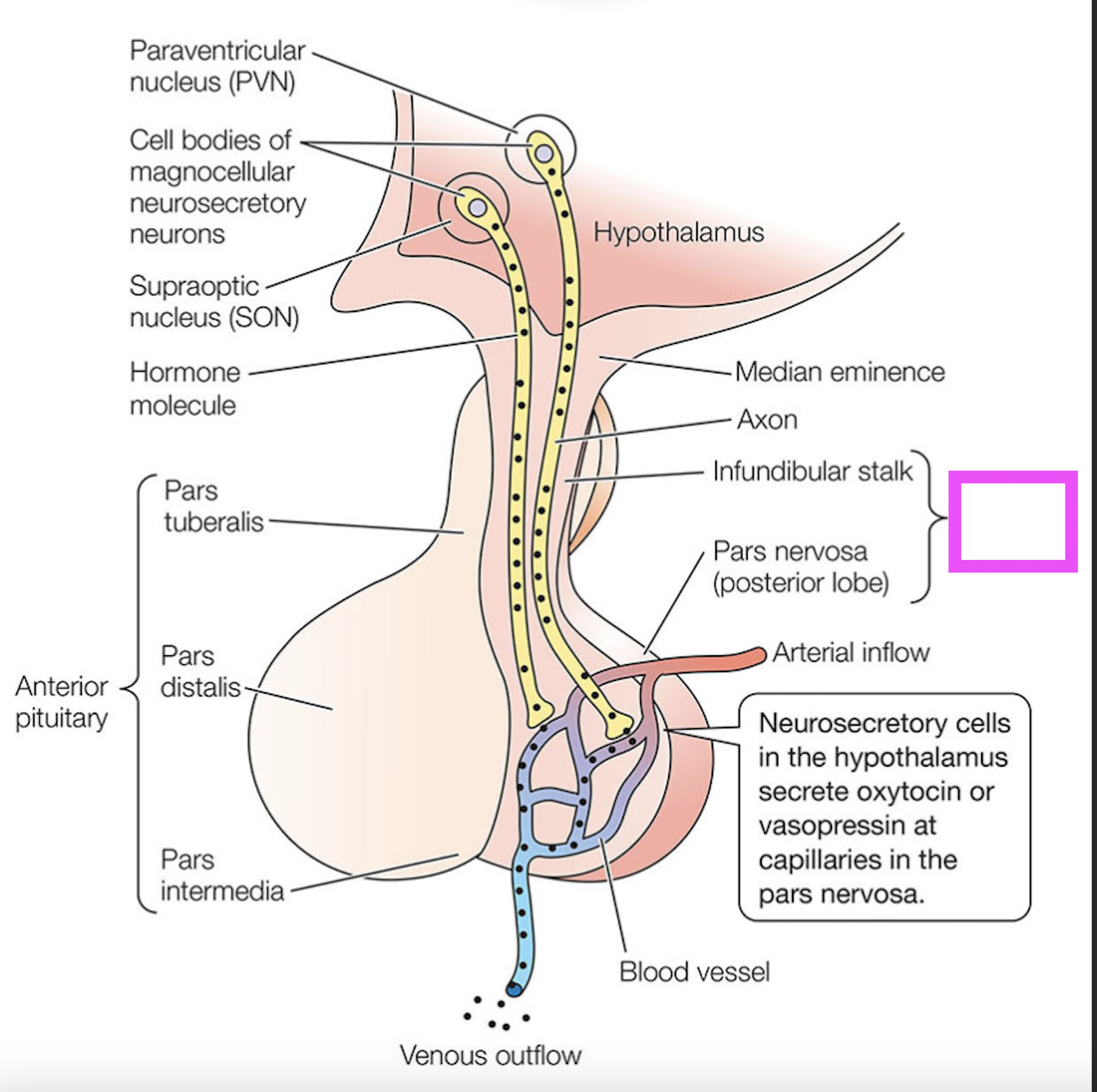 knowt flashcard image