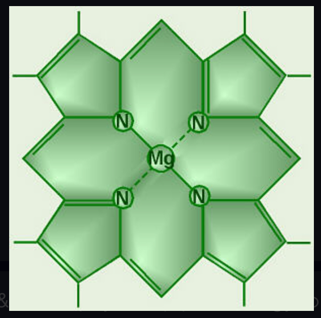 <p>main pigment of photosynthesis</p>
