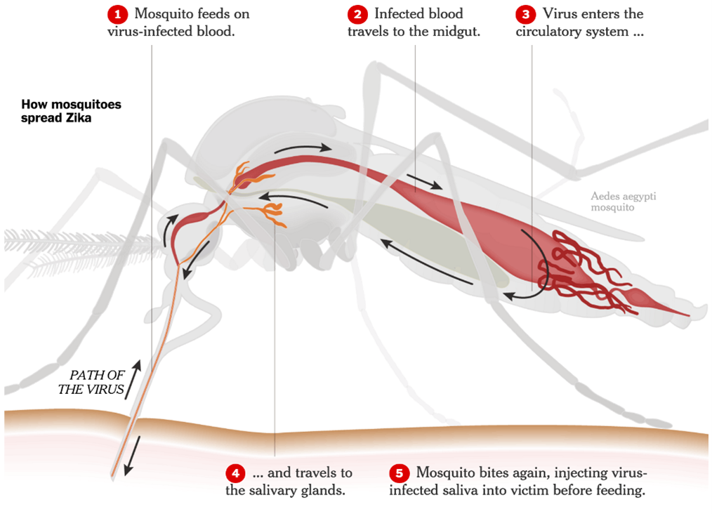Mosquito incidentally feeds on a virus infected host to acquire viruses circulating in the host blood
Viruses infect epithelial cells in the mosquito gut and then spread into the mosquito 
10^4 plaque-forming units (PFU) of viruses are required to achieve productive mosquito infection
Tissues in the mosquito such as haemolymph, salivary glands, and fat body are highly permissive to arboviral propagation 
Viruses subsequently disseminate into salivary glands, thus enabling viral transmission by the infected mosquito to naïve hosts through blood feeding 
