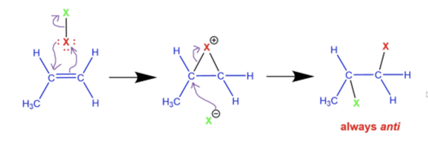 <p>-forms a very triangular "bromonium" ring</p><p>-one halogen inserts into either end of the double bond</p><p>-final product is always anti</p><p>-no rearrangements!</p>