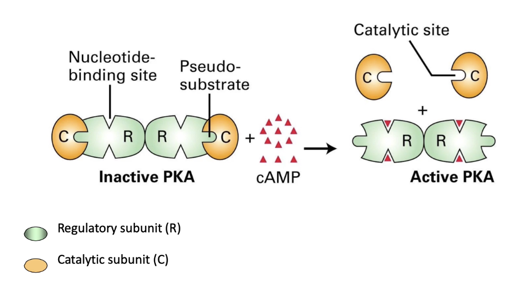 <ul><li><p>Inactive PKA = <strong>tetramer</strong> (2 regulatory + 2 catalytic subunits)</p></li><li><p>Low cAMP: <strong>regulatory subunits block catalytic activity</strong></p></li><li><p>High cAMP: cAMP binds regulatory subunits → <strong>conformational change</strong></p></li><li><p>Catalytic subunits released → <strong>active PKA</strong></p></li></ul><p></p>