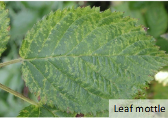 <p>Leaf mottle</p>