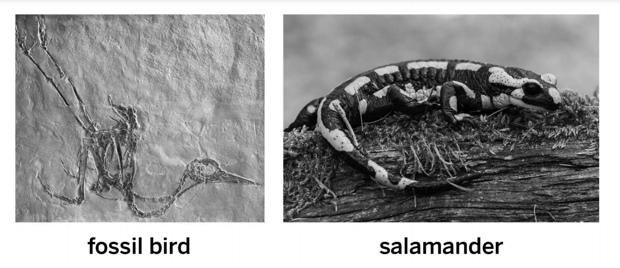 <p>The salamander and bird both inherited tails from a shared ancestor population, but this population separated into different environments.</p>