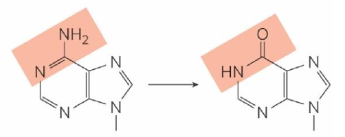 <p>turns into hypoxanthine</p><ul><li><p>hypoxanthine = non-coding</p><ul><li><p>recognized by cell as damage → removed</p></li></ul></li></ul><p></p>