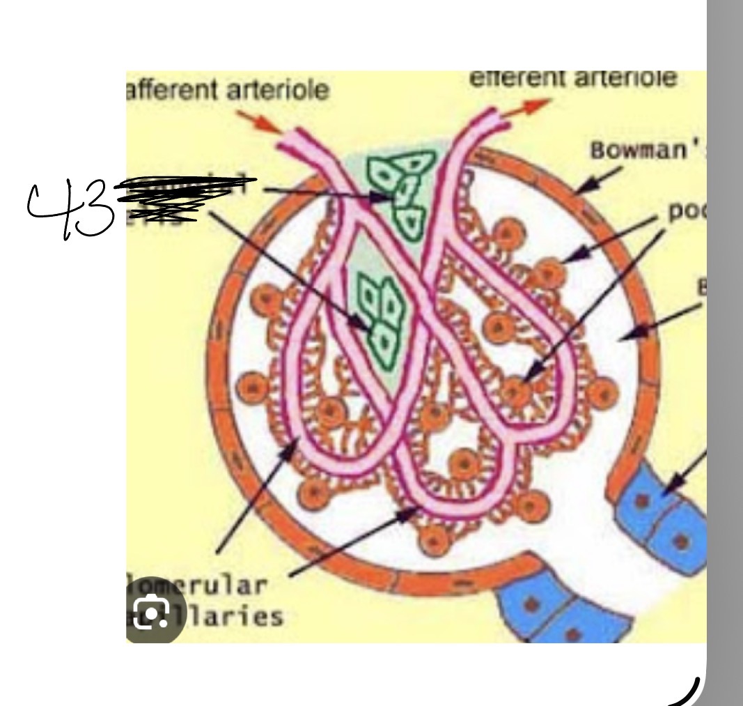 <p>43</p>