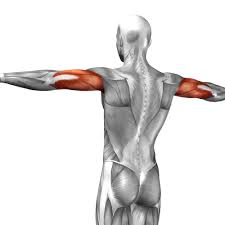 <p>extends forearm</p>