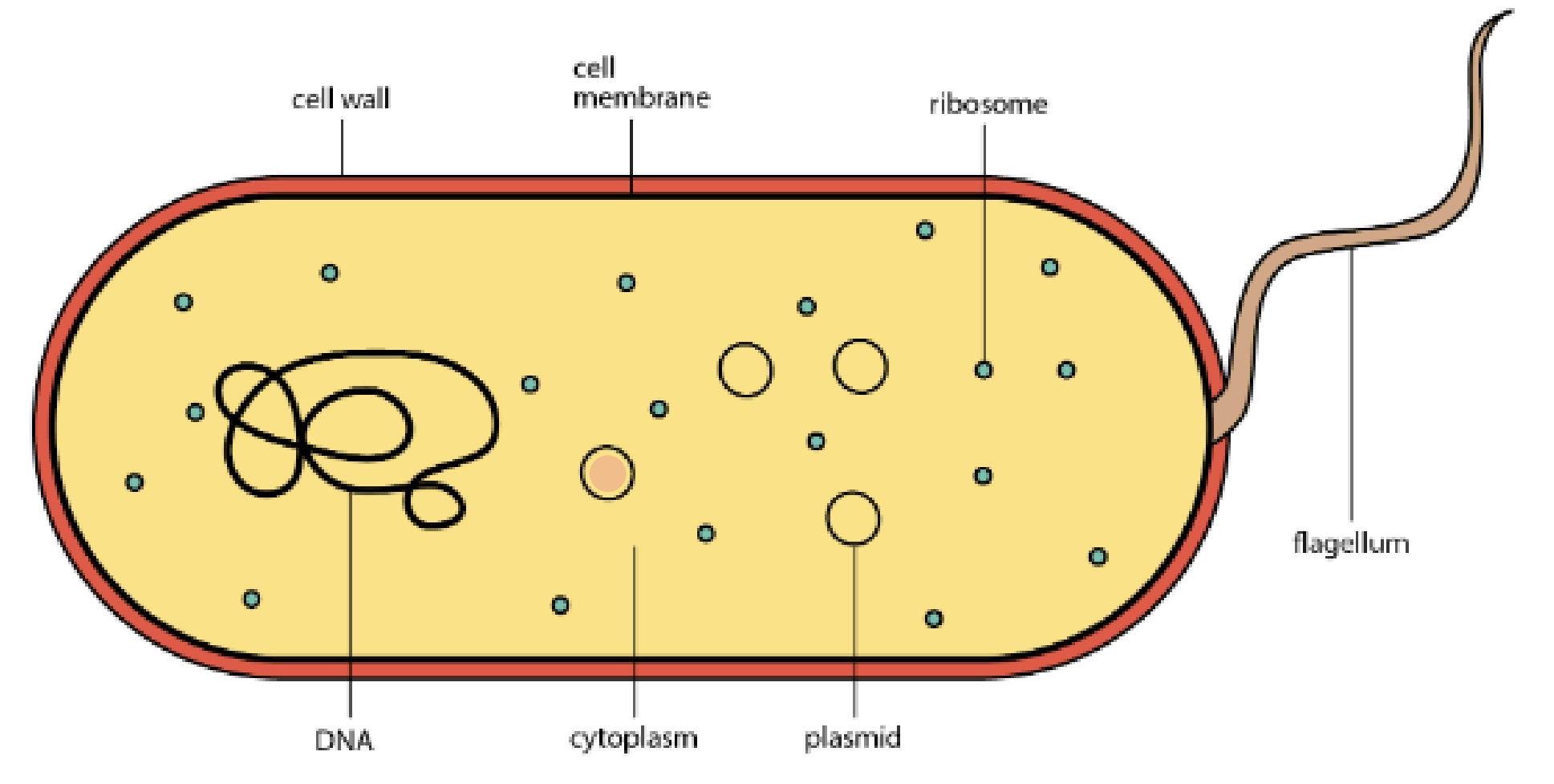 <ol><li><p>Cell membrane</p></li><li><p>Cytoplasm </p></li><li><p>Plasmids: small circular DNA structures</p></li><li><p>Cell wall</p></li><li><p>Ribosomes</p></li><li><p>DNA (not membrane bound) </p></li><li><p>Flagellum</p></li></ol><p></p>