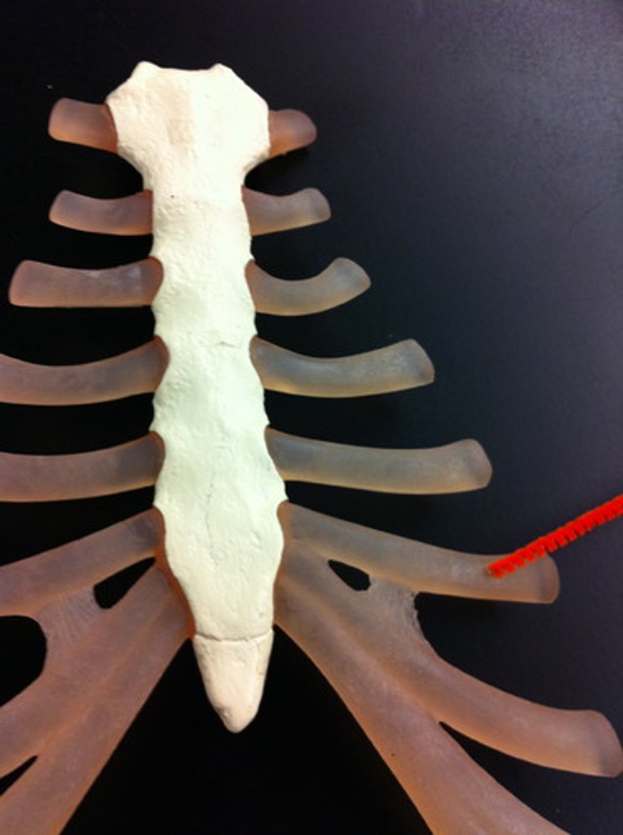 <p>help connect some ribs to the sternum</p>