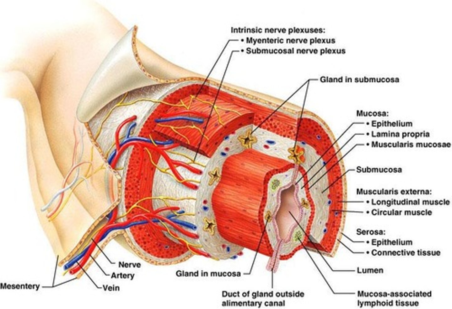 <p>Innermost layer of the gastrointestinal tract.</p>