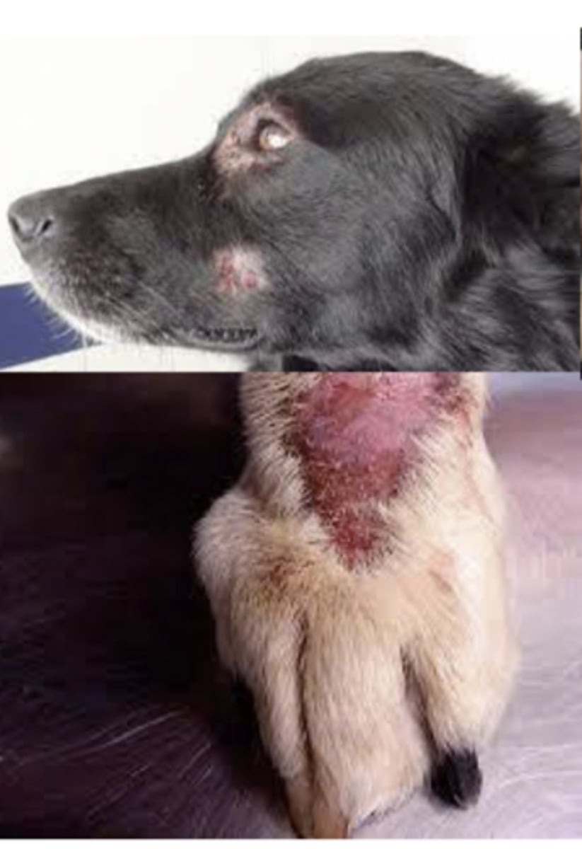 <p>which, Staphylococcus or Streptococcus caused these lesions?</p>