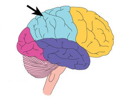 <p>portion of the cerebral cortex lying at the top of the head and toward the rear; responsible for spacial orientation + touch</p>