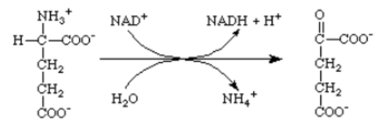 <p>Which of the following enzymes catalyzes this reaction?<br>A) glutamine synthetase<br>B) glutamate synthase<br>C) glutamate dehydrogenase<br>D) aspartate aminotransferase<br>E) glutamate aminotransferase</p>