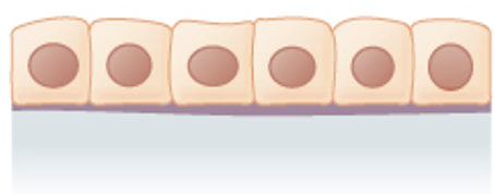 <p>Location: in ducts and secretory portions of small glands and in kidney tubules</p>