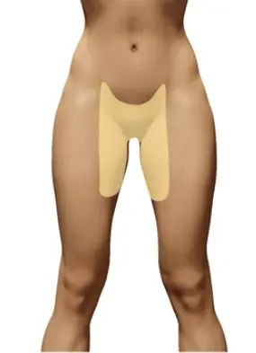 <p>groin</p>