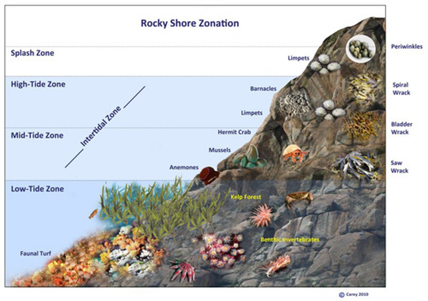 <p>- where waves crash)<br>- a narrow band of coastline between high and low tide; organisms must be adapted to survive crashing waves and direct heat from sunlight during low tide; also, organisms to adapt to living in different areas of the intertidal zones<br>- ex. barnacles, sea stars, and crabs that attach themselves to rocks and have shells/tough outer skin</p>