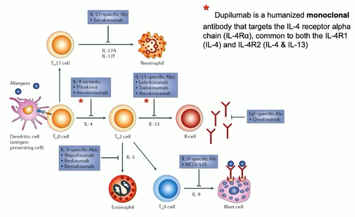 <ul><li><p>immunize a mouse with IL-4, and so the monoclonal antibody treatment will target and interrupt IL-4 signaling</p></li><li><p>stopping IL-4 stops Th2 cell response, stopping allergic response</p></li></ul><p></p>