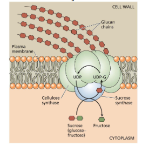 <ul><li><p>precursor word aan groeiende polymeer gegeven </p></li><li><p>moet komen uit cytoplasma (ander enzyme, sucrosesyntase dat bind aan UDPG) en glucose word op UDP gezet</p></li><li><p>UDP word hergebruikt als substraat van glucosesyntase en glucose vervoegt langere chains</p></li><li><p>extra genen van sucrose syntase tot expresie te brengen kan helpen om cellulose ligine verhouding te verhogen en dus meer cellulose te krijgen</p><p>→ sucrose word in een bepaalde richting gemaakt</p></li></ul><p></p>