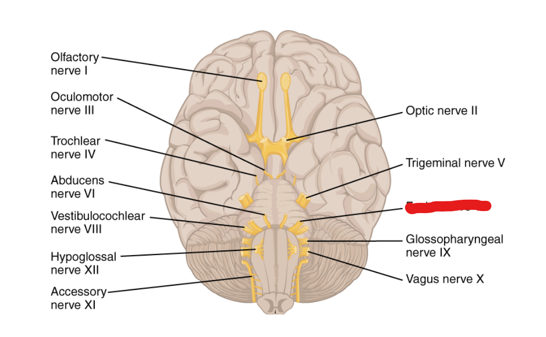 <p>What Cranial Nerve Is this?</p>