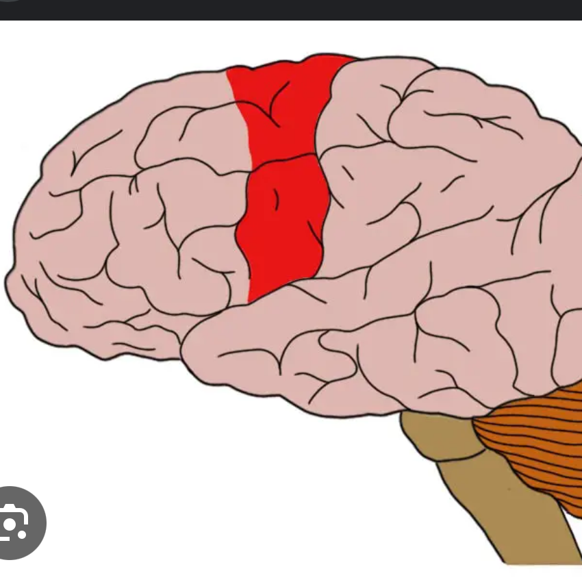 <p>part of frontal lobe, controls voluntary movement. left motor cortex controls right side of the body. right motor cortex controls left side of the body </p>
