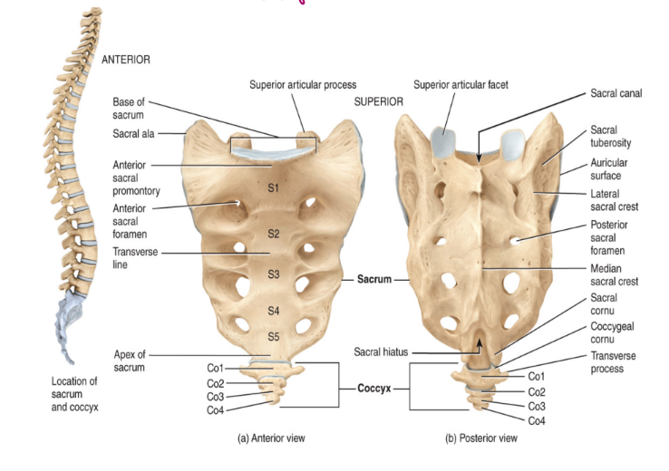 <ul><li><p>the coccyx consists of 3-4, but usually 4 fused vertebrae</p><ul><li><p>known as tailbone</p></li><li><p>generally useless</p></li><li><p>soft tissue there that easily bruises</p></li></ul></li></ul><p></p>