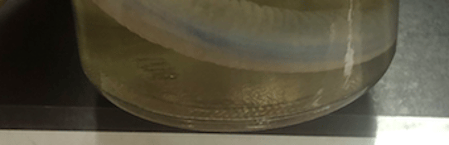 <p>hangfish</p>