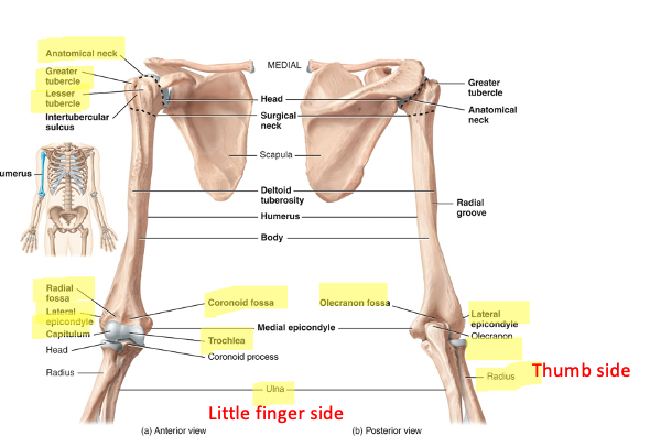 <p>articulates with the scapula proximally (its rounded head fits into the glenoid cavity) and with the radius and ulna distally (the trochlea articulates with the ulna and the capitulum with the radius)</p>
