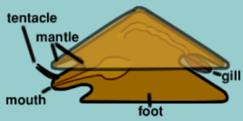 <ol><li><p>snails, slugs, clams, oysters, mussels, octopus, squid, cuttlefish </p></li><li><p>visceral mass (body porion with organs), foot (strong muscle for movement-tentacles), mantle (encloses visceral mass + shell) </p></li></ol>