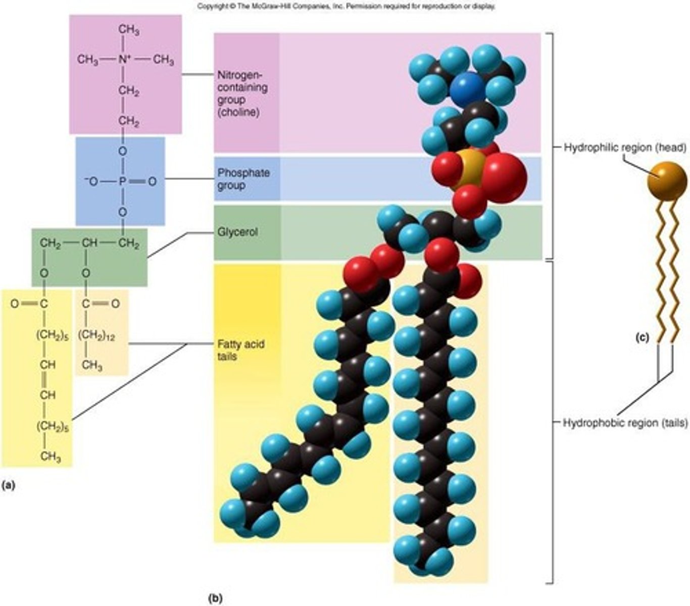 <p>Molecules that contain a moderate number of polar covalent bonds, including carbohydrates, proteins, nucleic acids, and water.</p>