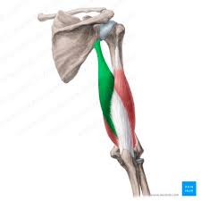 What is this muscle?