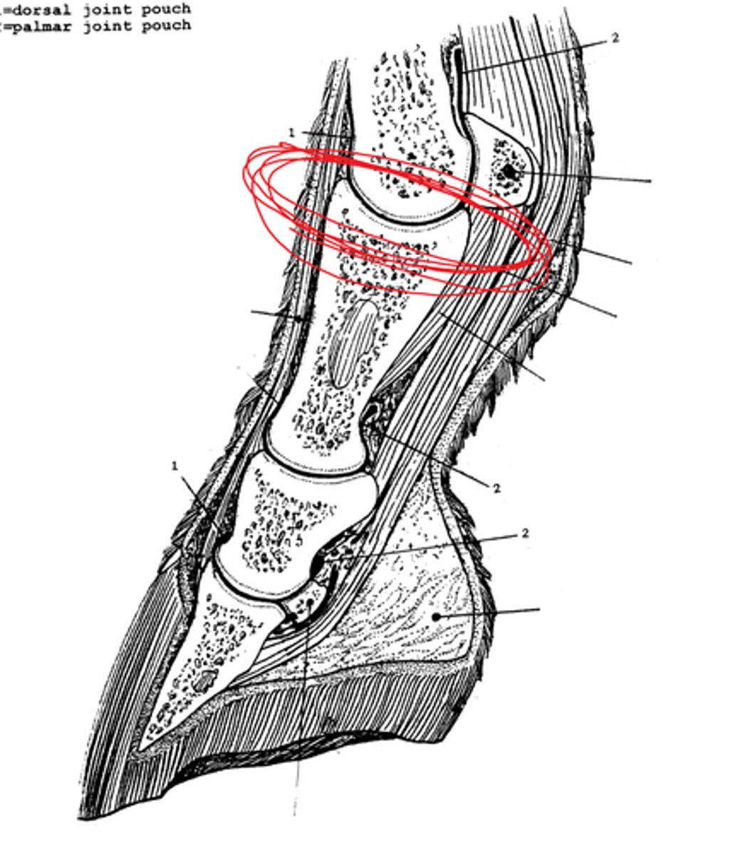<p>Fetlock joint</p>