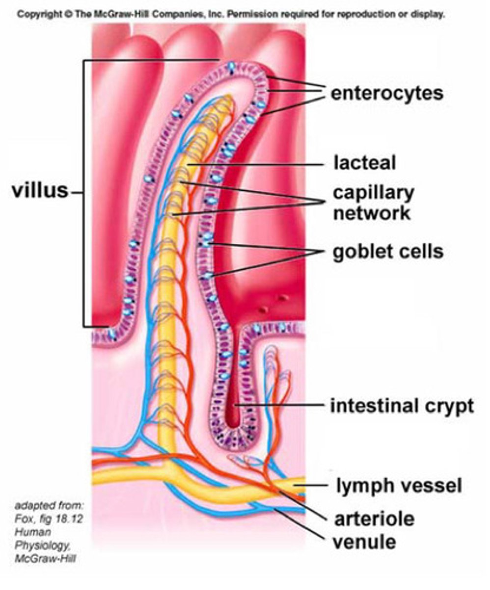 <ul><li><p><strong>Villi <mark data-color="red" style="background-color: red; color: inherit">highly vascularised</mark></strong> as they take the nutrients to the rest of the body</p></li></ul><p>—</p><ul><li><p><strong>Enterocytes </strong>are important for <mark data-color="red" style="background-color: red; color: inherit">absorption of nutrients and digestion</mark></p></li><li><p>Each enterocyte has <strong><mark data-color="red" style="background-color: red; color: inherit">microvilli (the brush border)</mark></strong><mark data-color="red" style="background-color: red; color: inherit"> to increase SA to make absorption as efficient as possible</mark></p></li></ul><p>—</p><ul><li><p><strong>Single epithelial layer to promote absorption of nutrients</strong></p></li><li><p><strong>Tight junctions to <mark data-color="red" style="background-color: red; color: inherit">stop pathogens and foreign cells and certain inflammatory markers getting into circulation</mark></strong></p></li></ul><p>—</p><ul><li><p>Lots of <strong><mark data-color="red" style="background-color: red; color: inherit">transporters on cell membrane required for absorption of many solutes</mark></strong> (products of digestion)</p></li><li><p>Lots of <strong><mark data-color="red" style="background-color: red; color: inherit">enzymes on the cell membrane also required for digestion of macromolecules</mark></strong></p></li></ul><p>—</p><ul><li><p>The <strong><mark data-color="blue" style="background-color: blue; color: inherit">sodium-atpase pump maintains Na gradient (low Na inside cell) </mark></strong><mark data-color="blue" style="background-color: blue; color: inherit">which is required by many transporters, and creates </mark><strong><mark data-color="blue" style="background-color: blue; color: inherit">osmotic gradient in intercellular space, which drives water absorption from lumen</mark></strong></p></li><li><p><mark data-color="purple" style="background-color: purple; color: inherit">Amino acids and monosaccharides go straight into the capillaries into blood circulation but lipids go into the lacteal system (distributes fats all over the body and dump fats into the blood stream) first.</mark></p></li></ul><p></p>