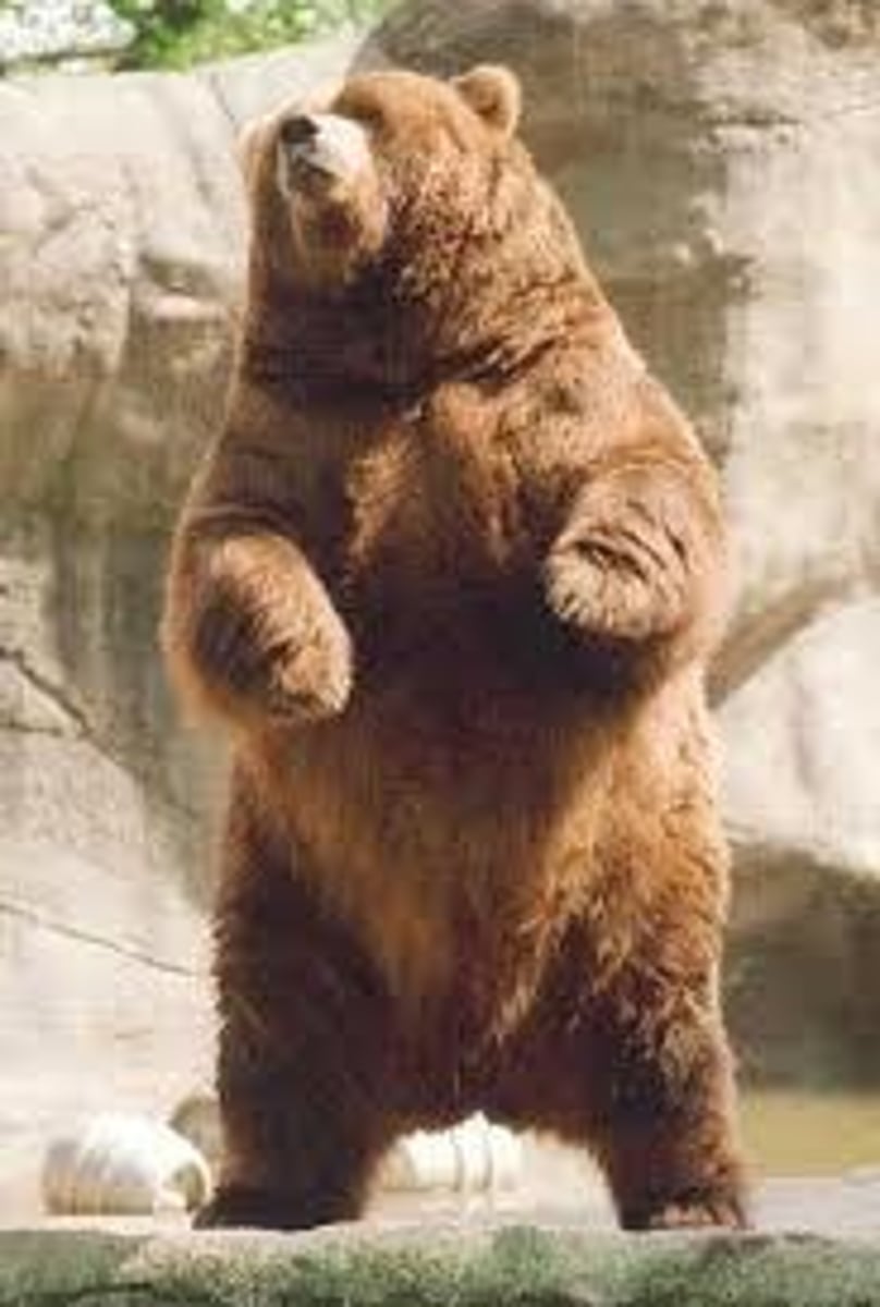 <p>animals that eat both plant and other animals</p>