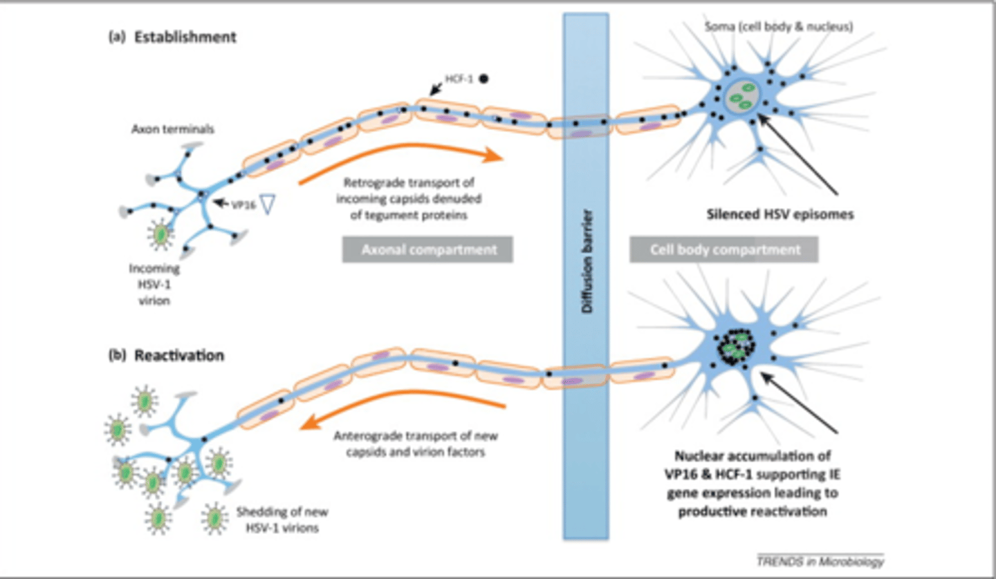<p>Herpesvirus life cycle.</p><p>-Significant as the virus switches off protein synthesis and replication for a long time to remain persistence in the host</p>