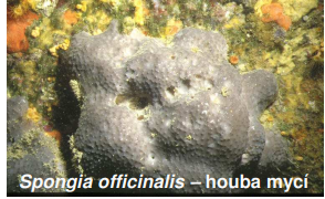 <p>Spongia officinalis – houba mycí</p>