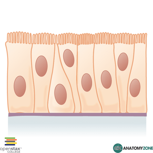 <p>pseudostratified ciliated columnar epithelium</p>