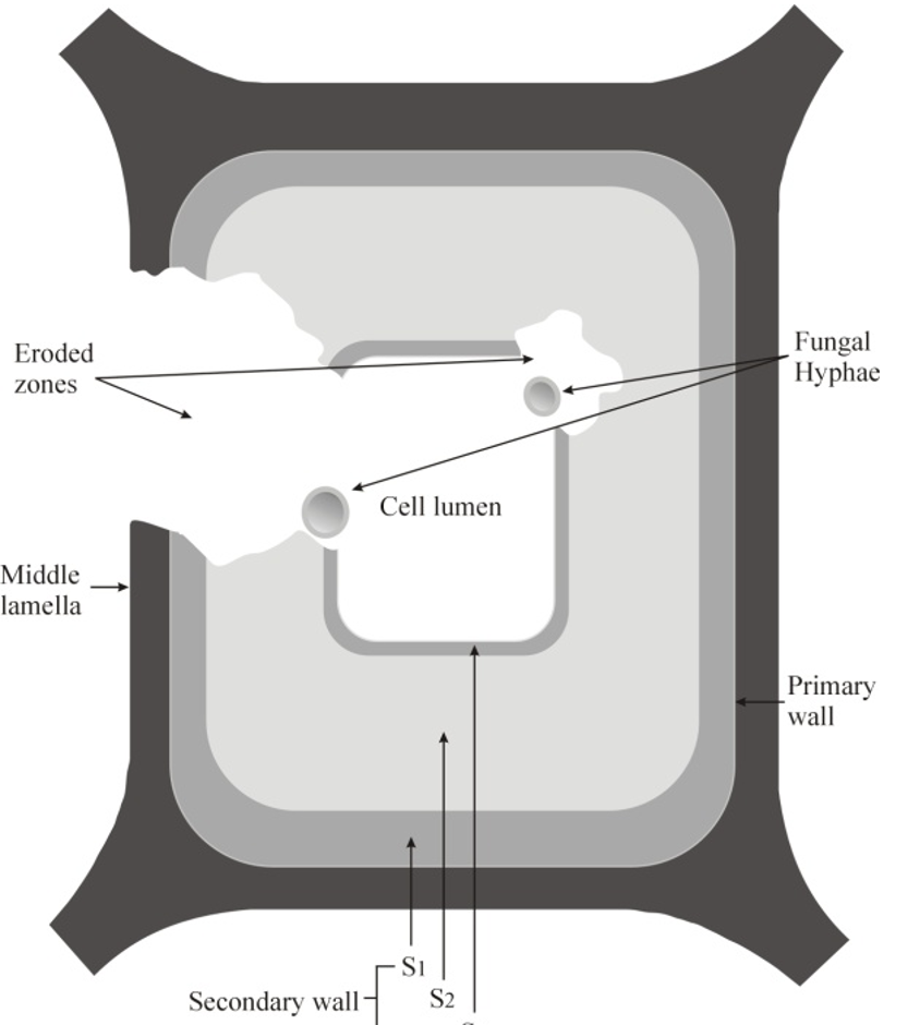 <p>Micromorphology of attack of white rot</p>