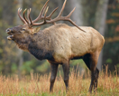 <p>dark mane, yellowish rump; males have large antlers angled back</p>