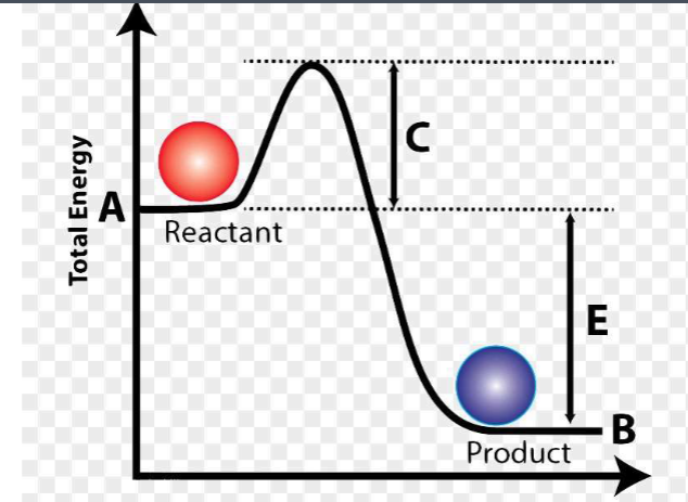 <p>What does letter E represent on this diagram?</p>
