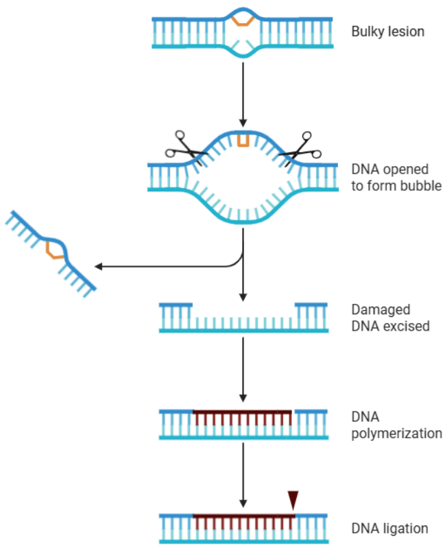 <p>• <strong>Nucleotide excision repair (NER)</strong> is used to correct for larger, helix-distorting lesions (e.g. pyrimidine dimers) and bulky DNA adducts </p><p>• During NER the entire nucleotide is removed as well as ~40nt on either side of the mutation </p><p> • Accomplished by <strong>NER endonuclease </strong></p><p>• DNA Polymerase then fills in the removed region using the non-mutated strand</p>