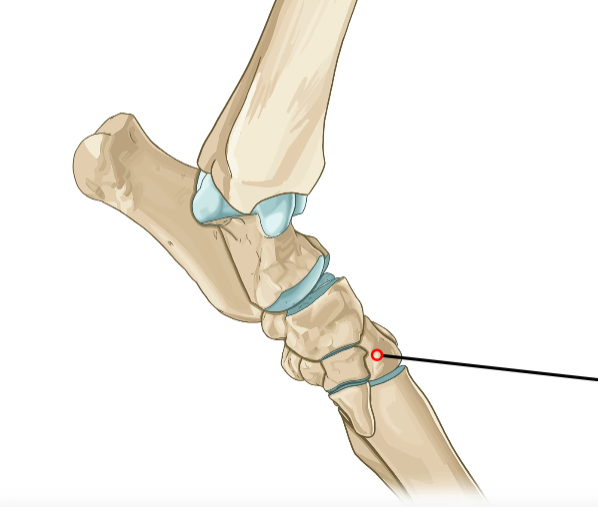<p>Second distal tarsal; supports Mt2.</p>