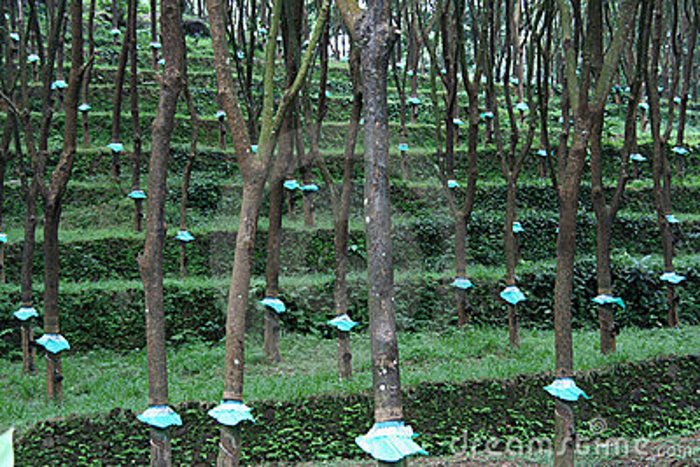 <p>/ˈrʌbə plænˈteɪʃən/ • Phrase • A farm where rubber trees are grown • Đồn điền cao su • The rubber plantation is a major source of income for the region.</p>