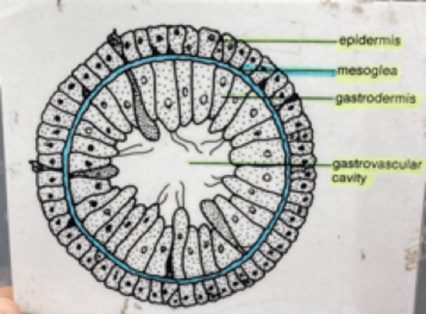 <p>Cross-section of Phylum: Cnidaria Class: Hydrozoa Genus: Hydra</p>