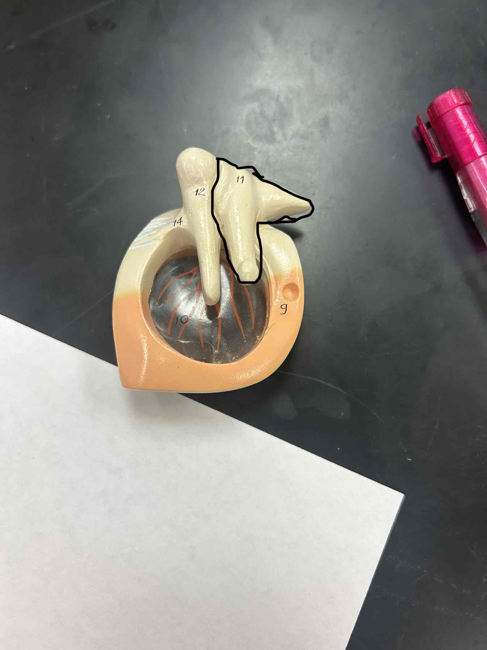 <p>has the triangular or < coming off of it</p>